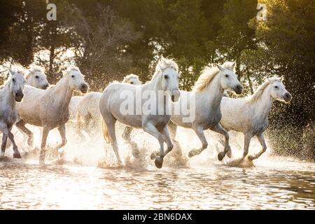 Chevaux Camargue dans le sud de la France Banque D'Images