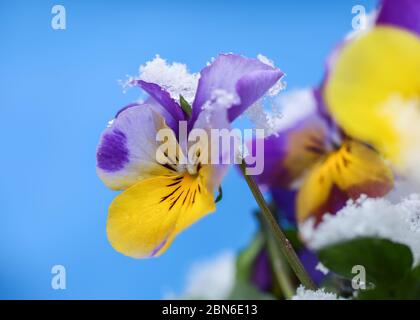 Fleur colorée Pansy recouverte de neige après la chute de neige au printemps Banque D'Images