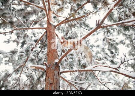 L'écureuil roux est assis sur la branche de l'arbre de pin à l'hiver la forêt enneigée sur l'époque de Noël Banque D'Images