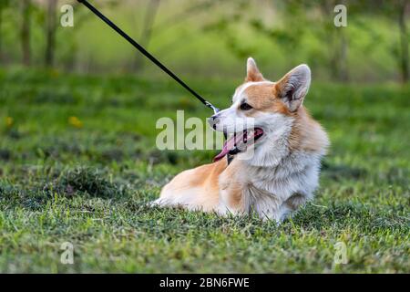 Le corgi gallois Pembroke a laisse marche à travers un pré vert lors d'une journée de printemps ensoleillée Banque D'Images