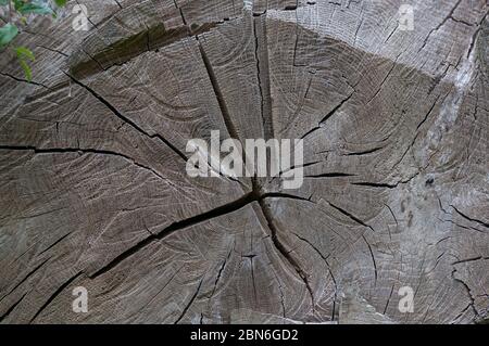 proche de de grain de bois Banque D'Images