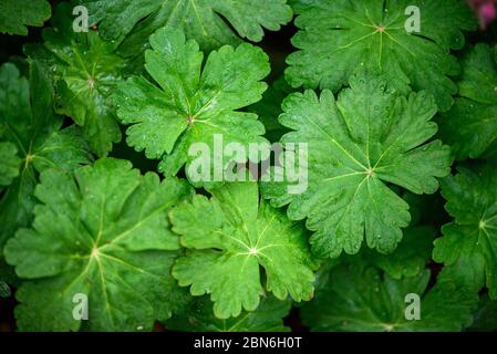 Les plantes géraniums sauvages (Geranium maculatum) sont en gros plan. Plante de médecine naturelle. Banque D'Images