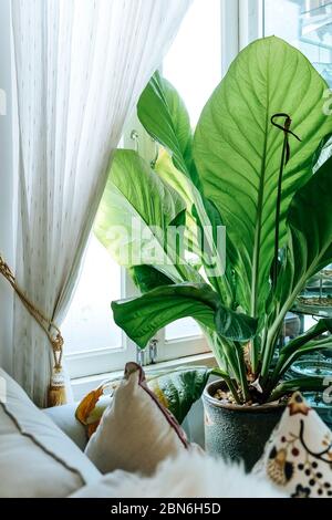 Grandes feuilles vertes dans l'intérieur élégant du salon, salon décoré d'arbres Banque D'Images