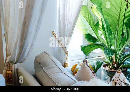 Grandes feuilles vertes dans l'intérieur élégant du salon, salon décoré d'arbres Banque D'Images