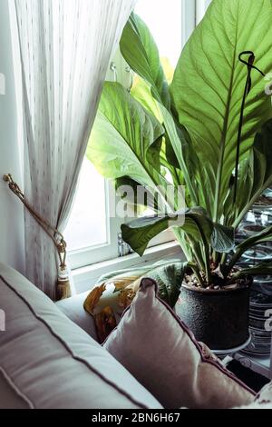 Grandes feuilles vertes dans l'intérieur élégant du salon, salon décoré d'arbres Banque D'Images