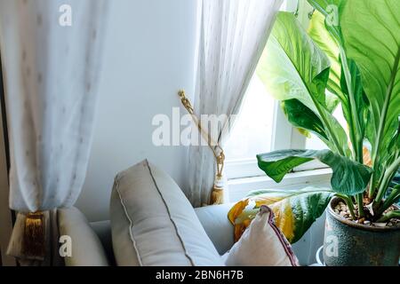 Grandes feuilles vertes dans l'intérieur élégant du salon, salon décoré d'arbres Banque D'Images