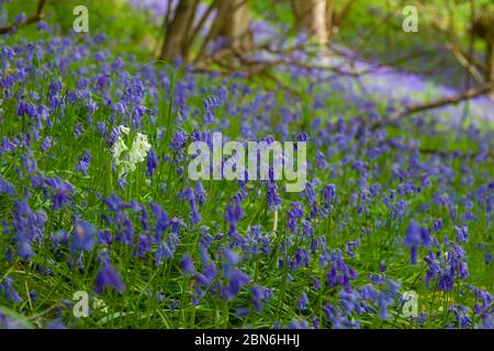Un seul bluebell blanc parmi une masse de bleus. Banque D'Images