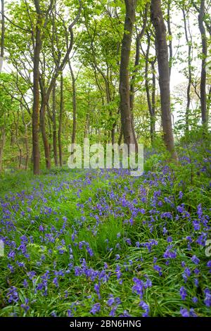 Un tapis de jacinthes des bois indigènes en Braefoot Bay Dalgety Bay, Fife, en Écosse. Banque D'Images