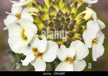 San Francisco Wallflower Erysimum franciscanum, point Reyes National Seashore, Californie, États-Unis. Banque D'Images