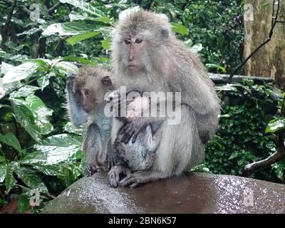 mère de singe avec des bababilys assis sous la pluie Banque D'Images