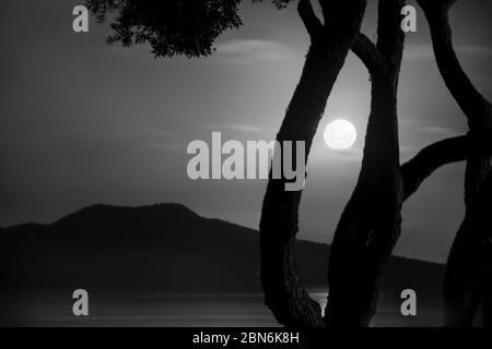 Image en noir et blanc de pleine lune qui s'élève au-dessus de l'île Rangitoto à Auckland, encadrée par la silhouette des troncs d'arbre Pohutukawa. Banque D'Images