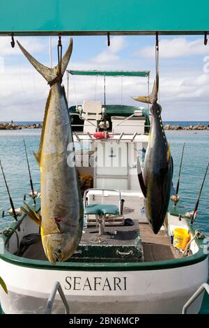 Thon jaune fraîchement pêché, îles Cook Banque D'Images