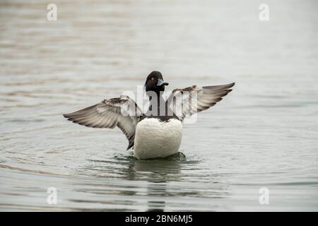 OISEAU. Canard touffeté , vent de flapping après baignade, Surrey Royaume-Uni Banque D'Images