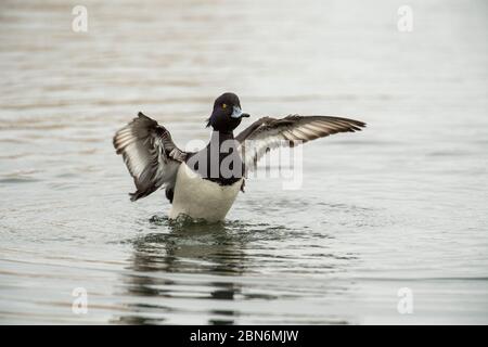 OISEAU. Canard touffeté , vent de flapping après baignade, Surrey Royaume-Uni Banque D'Images