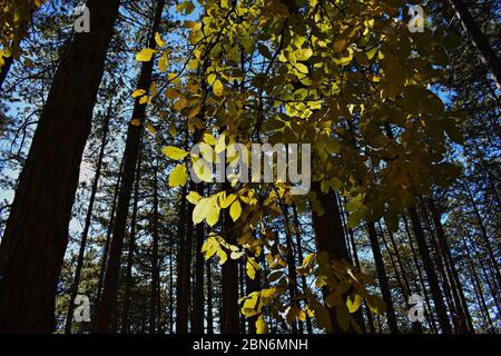 Paysage forestier d'automne. Les feuilles d'automne tombées couvrant le sol et la forêt tombent des arbres sous la lumière douce du soleil, coloré soleil automne nature de forêt Banque D'Images