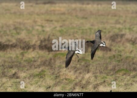 OISEAU. Bernaches Brent en vol, au-dessus des champs, Sussex, Royaume-Uni Banque D'Images