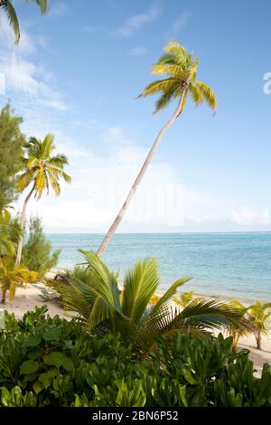 Palmiers sur la plage tropicale de l'île d'Aitutaki, dans le Pacifique Sud Banque D'Images