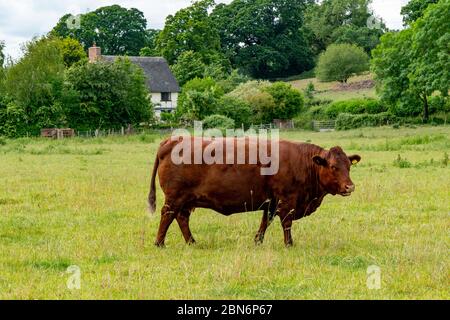 Devon Ruby Red Cow dans un champ Banque D'Images