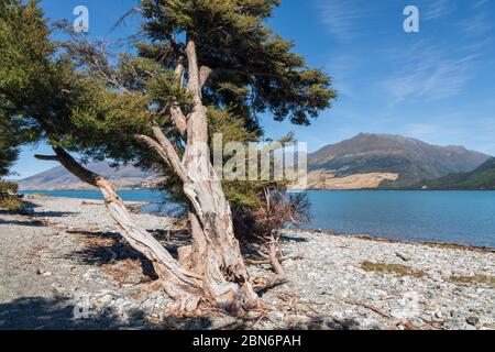 Un vieux arbre torsadé sur le lac de Boundary Creek, lac Wanaka, South Island, Nouvelle-Zélande Banque D'Images