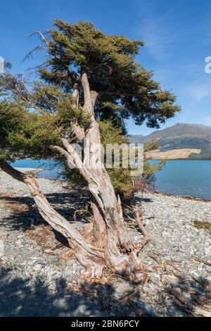Un vieux arbre torsadé sur le lac de Boundary Creek, lac Wanaka, South Island, Nouvelle-Zélande Banque D'Images