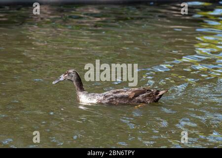 Canard de course indien, nagez dans un étang, le soleil brille sur les plumes, réflexions dans l'eau. Banque D'Images