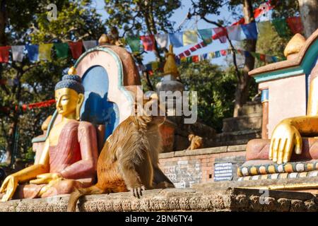 Un singe assis près des statues de Bouddha. Temple de Swayambhunath, Katmandou, Népal. Banque D'Images