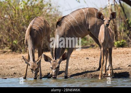 Grand kudus buvant au trou d'eau de Kavinga, au Zimbabwe Banque D'Images