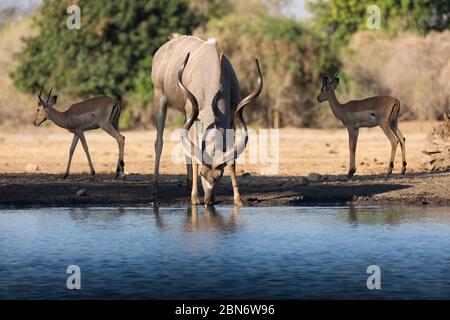 Grand kudus buvant au trou d'eau de Kavinga, au Zimbabwe Banque D'Images