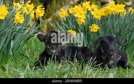 Daisy Duke l'agneau de compagnie avec son ami, Minnie, le petit veau Aberdeen Angus, en profitant du soleil dans les jonquilles.Elle était trop petite pour le St Banque D'Images