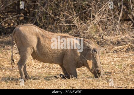 Des warthogs communs au trou d'eau de Kavinga, au Zimbabwe Banque D'Images