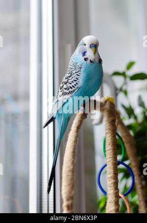 budgerigar, petit homme parlant de couleur bleue, adorable animal de compagnie ludique, gros plan Banque D'Images