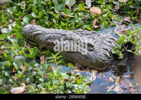 Portrait du crocodile du Nil se reposant dans le fleuve Maramba, Zambie Banque D'Images