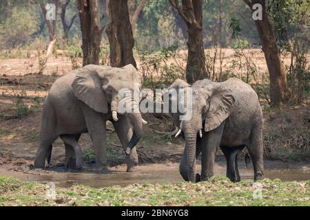 Deux éléphants d'Afrique se tenant ensemble dans un bassin d'eau, la Zambie Banque D'Images