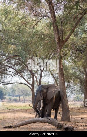 Un seul éléphant debout à l'unter un arbre se nourrissant d'un morceau de bois. Banque D'Images