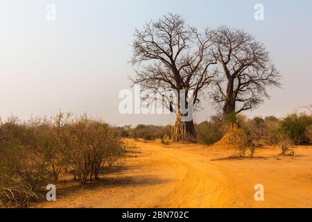 D'énormes baobabs près d'une route dans le parc national du Bas-Zambèze, en Zambie Banque D'Images