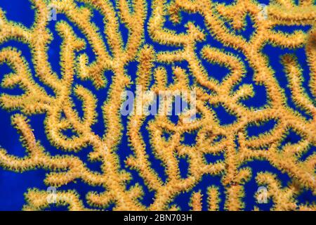 Gros plan du corail jaune gorgonien en éventail (Acanthogorgia breviflora) sous l'eau dans le récif de corail des Maldives Banque D'Images