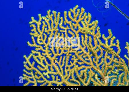 Gros plan du corail jaune gorgonien en éventail (Acanthogorgia breviflora) sous l'eau dans le récif de corail des Maldives Banque D'Images