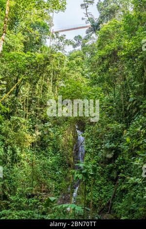 Les ponts suspendus d'Arenal, parc Mistoco, Costa Rica Banque D'Images