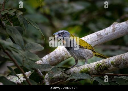 Saltator à gorge de buff (Saltator maximus maximus) Banque D'Images