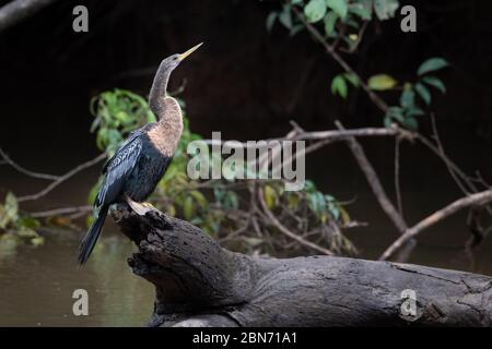 Anhinga, Snakebird ou Darter (Anhinga anhinga), Costa Rica Banque D'Images