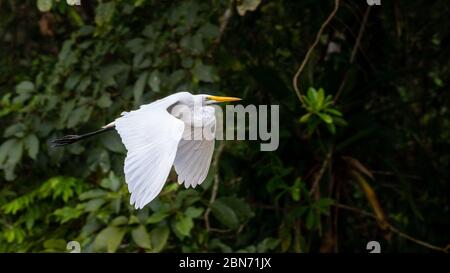 Grande Aigrette (Ardea alba) Flying Banque D'Images