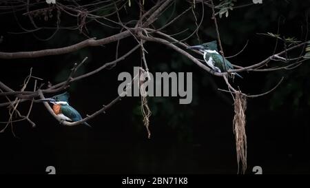 Couple de pêcheurs de Kingfishers d'Amazone, hommes et femmes (Chloroceryle amazona) Banque D'Images