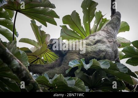 Sloth à trois doigts (Bradypus variegatus), Tortuguero, Costa Rica Banque D'Images
