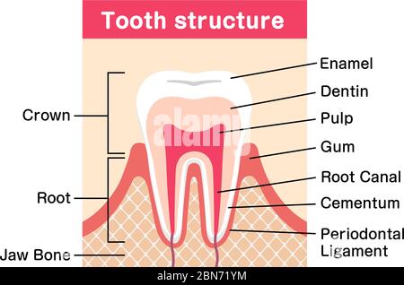 Illustration du vecteur plat de l'anatomie des dents Illustration de Vecteur