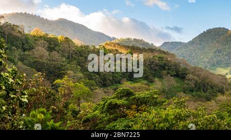 Vue sur la forêt nuageuse, Costa Rica Banque D'Images