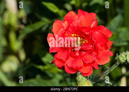 Geum ‘coucher de soleil flamboyant’ Banque D'Images