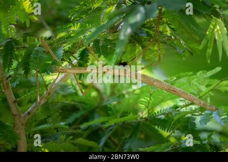 Une insecte de Walking Stick, Costa Rica Banque D'Images