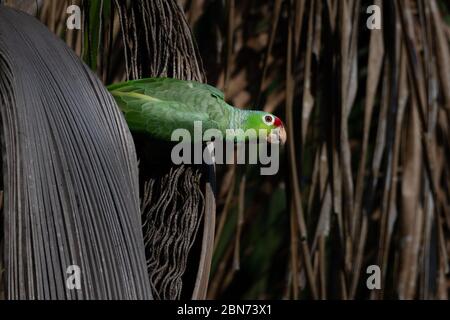 Red-lored (Amazona autumnalis) Banque D'Images