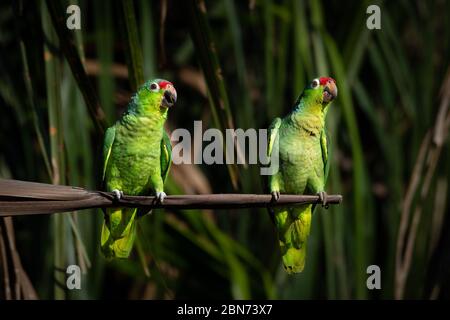 Paire de Parrot rouge (Amazona automnalis) Banque D'Images