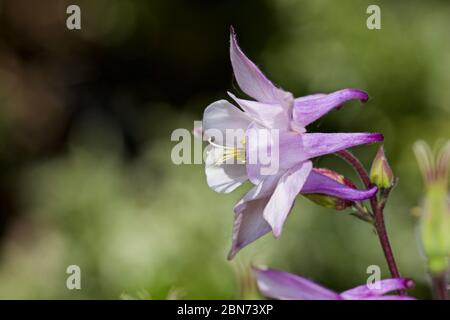 Aquilegia vulgaris Banque D'Images